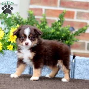 Tina, Miniature Australian Shepherd Puppy
