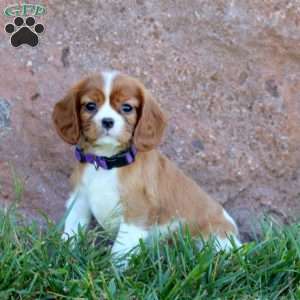 Tina, Cavalier King Charles Spaniel Puppy