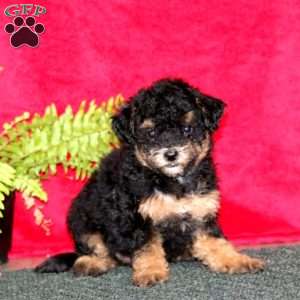 Tina, Maltipoo Puppy