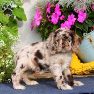 Tina, Cocker Spaniel Puppy