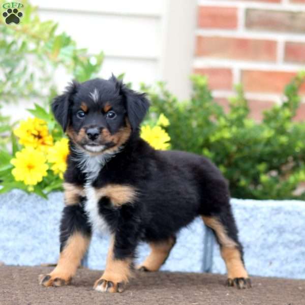 Tinker, Miniature Australian Shepherd Puppy