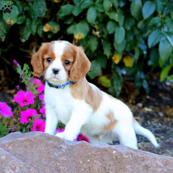 Tinker, Cavalier King Charles Spaniel Puppy