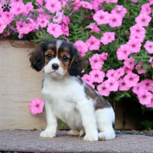 Tinker, Cavapoo Puppy