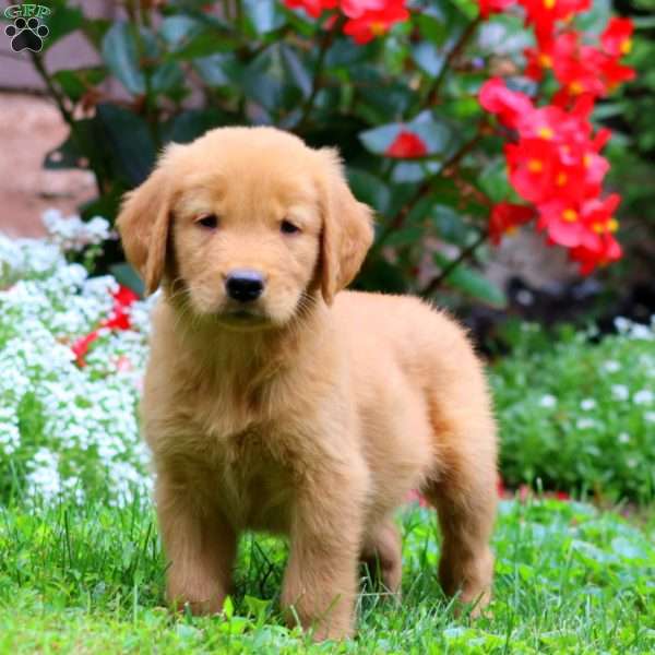 Tinker, Golden Retriever Puppy