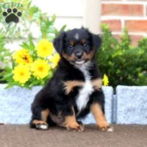 Tinker, Miniature Australian Shepherd Puppy