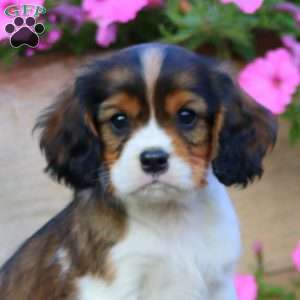 Tinker, Cavapoo Puppy