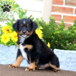 Tinker, Miniature Australian Shepherd Puppy