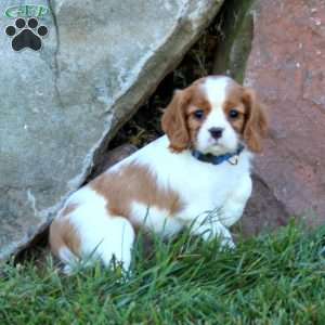 Tinker, Cavalier King Charles Spaniel Puppy