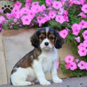 Tinker, Cavapoo Puppy
