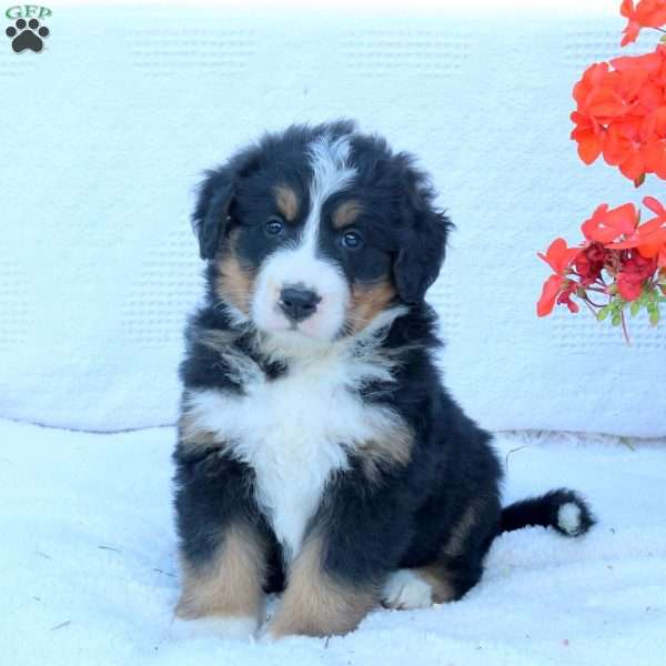 Titan, Bernese Mountain Dog Puppy