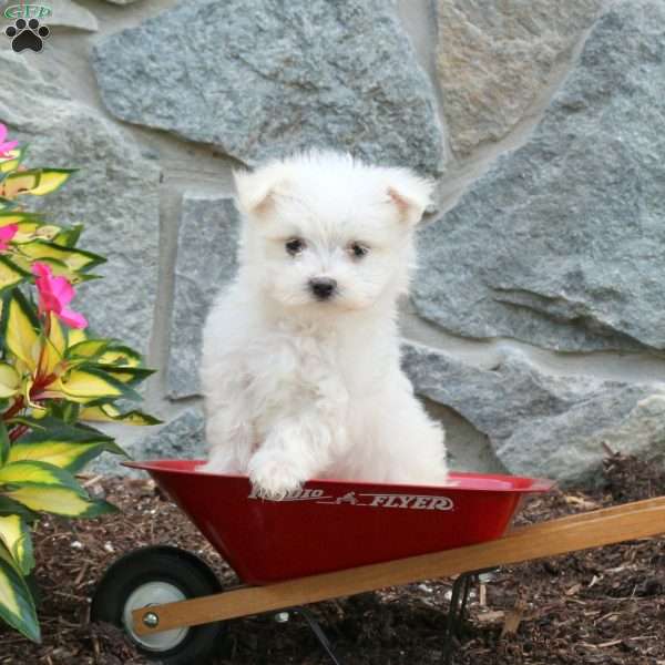 Titan, Maltese Puppy