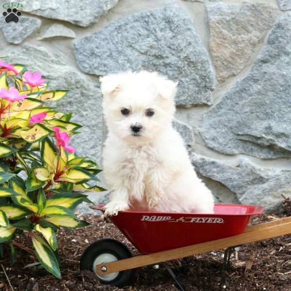 Toby, Maltese Puppy