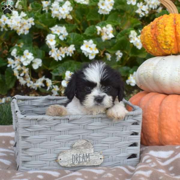 Toby, Shih Tzu Puppy