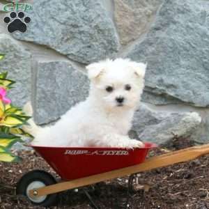 Toby, Maltese Puppy