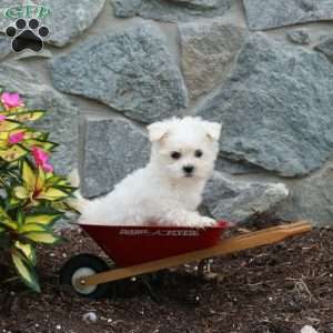 Toby, Maltese Puppy