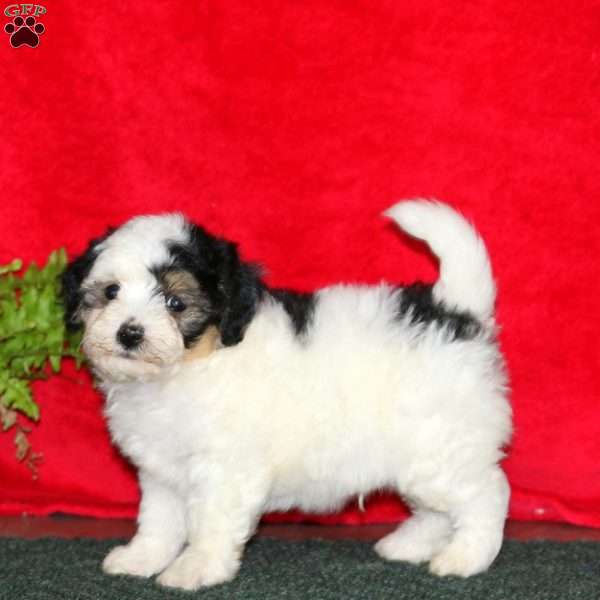 Toby, Maltipoo Puppy