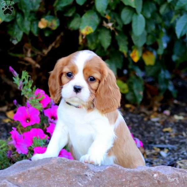 Toby, Cavalier King Charles Spaniel Puppy