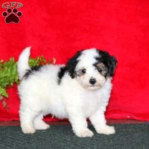 Toby, Maltipoo Puppy