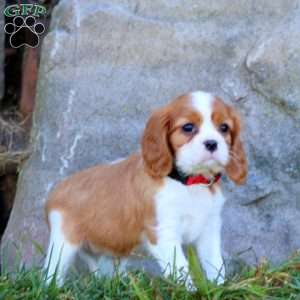 Toby, Cavalier King Charles Spaniel Puppy