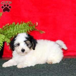 Toby, Maltipoo Puppy