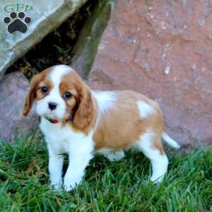 Toby, Cavalier King Charles Spaniel Puppy