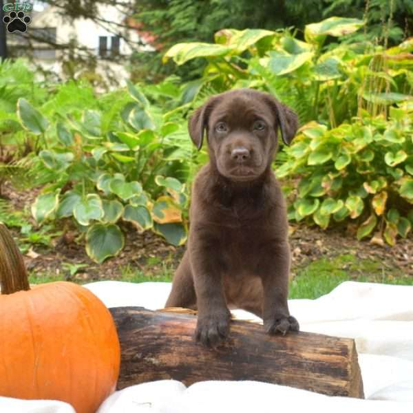 Toffee, Chocolate Labrador Retriever Puppy
