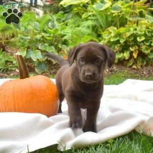 Toffee, Chocolate Labrador Retriever Puppy