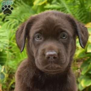 Toffee, Chocolate Labrador Retriever Puppy