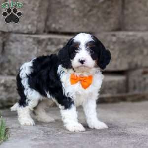Tommy, Cavapoo Puppy