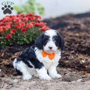 Tommy, Cavapoo Puppy