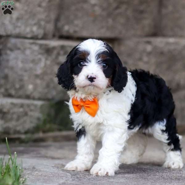 Tommy, Cavapoo Puppy
