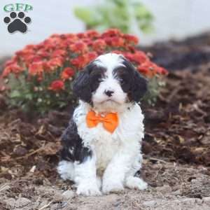 Tommy, Cavapoo Puppy