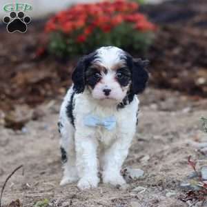 Tony, Cavapoo Puppy