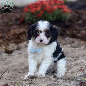 Tony, Cavapoo Puppy