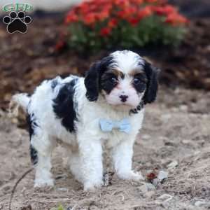 Tony, Cavapoo Puppy