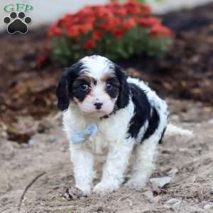 Tony, Cavapoo Puppy