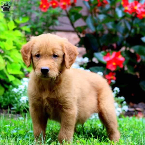 Tony, Golden Retriever Puppy