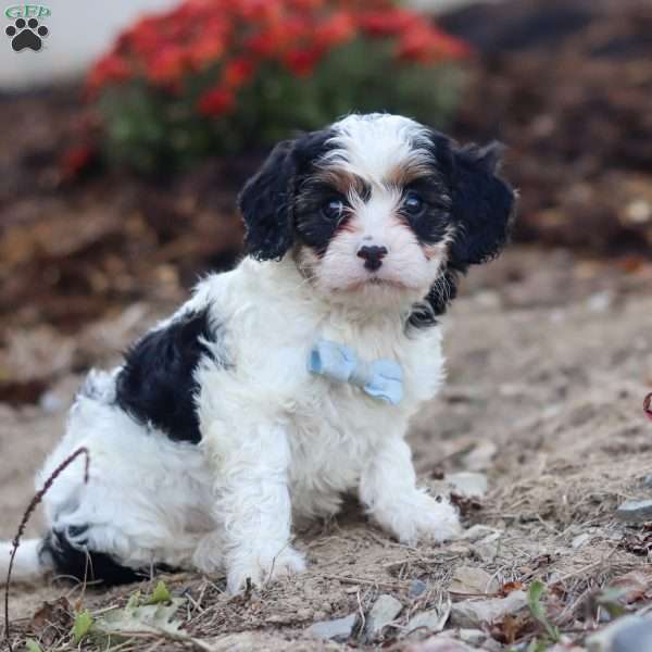Tony, Cavapoo Puppy