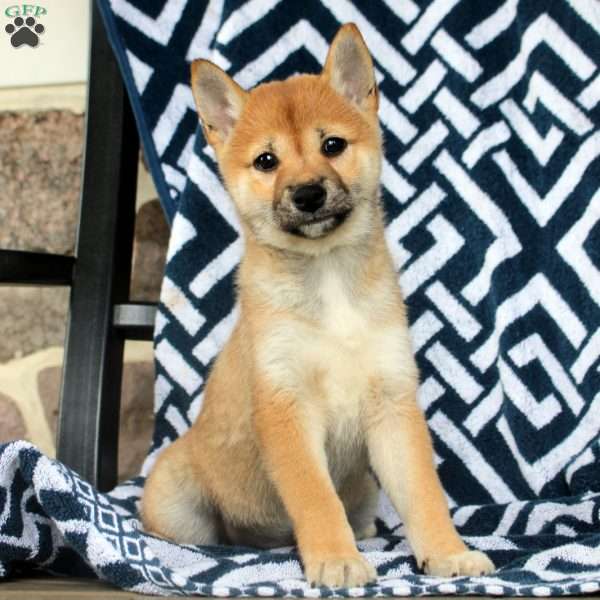 Tootsie, Shiba Inu Puppy