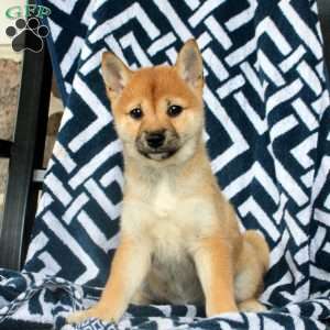 Tootsie, Shiba Inu Puppy