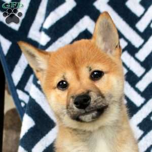 Tootsie, Shiba Inu Puppy