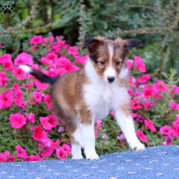 Tootsie, Sheltie Puppy