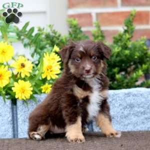 Tootsie, Miniature Australian Shepherd Puppy