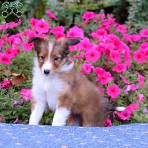 Tootsie, Sheltie Puppy