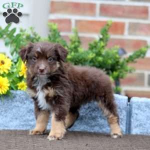 Tootsie, Miniature Australian Shepherd Puppy