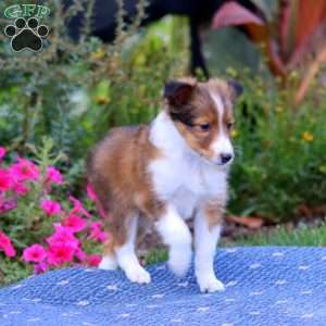 Tootsie, Sheltie Puppy