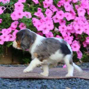 Toronto, Cavapoo Puppy