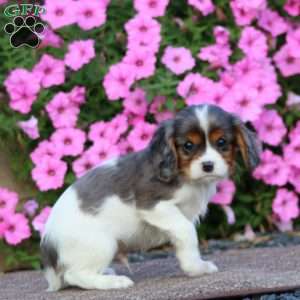 Toronto, Cavapoo Puppy