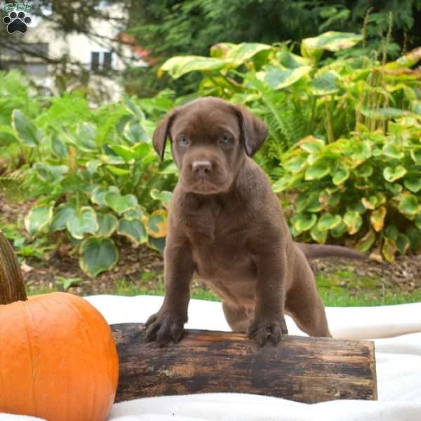 Tracker, Chocolate Labrador Retriever Puppy
