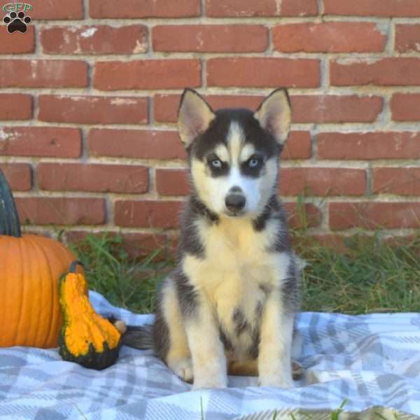 Tracker, Siberian Husky Puppy